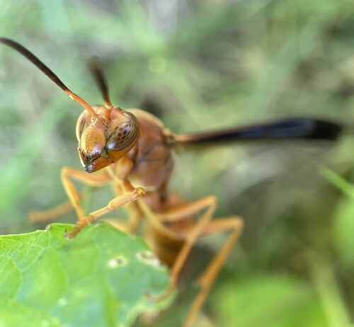 Red paper wasp