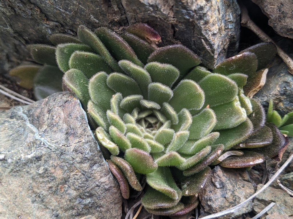 Sedum microstachyum
