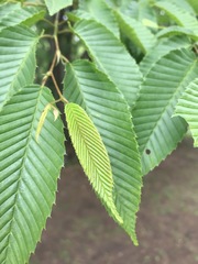 Carpinus japonica