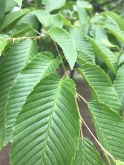 Carpinus japonica