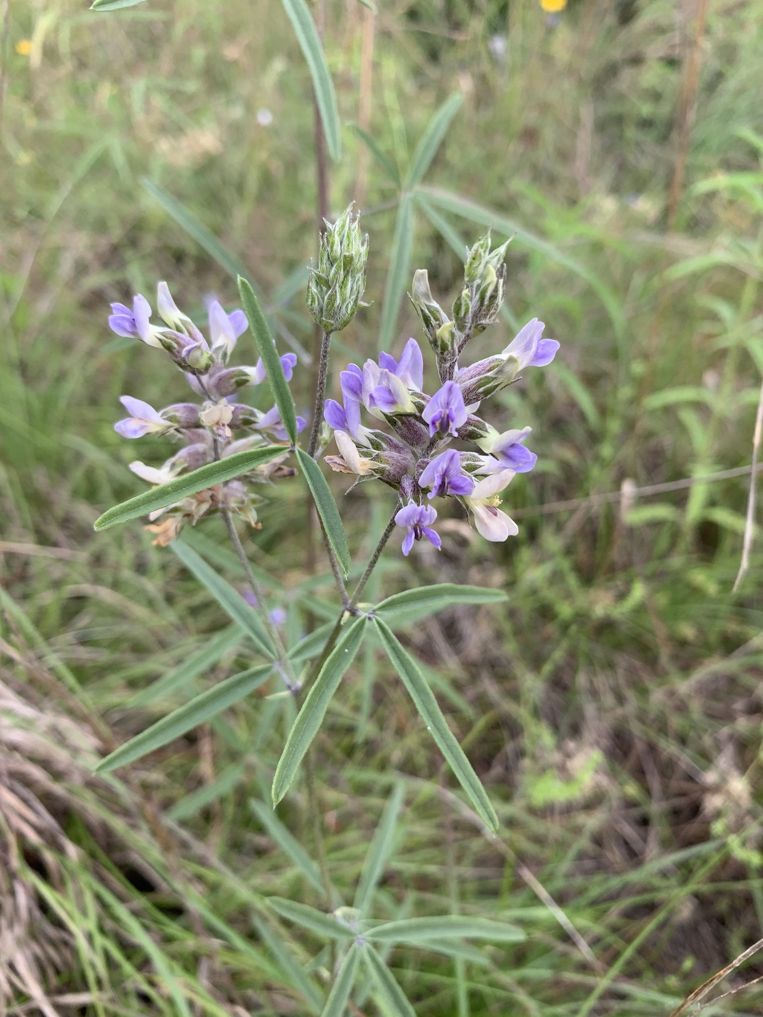Pediomelum cyphocalyx