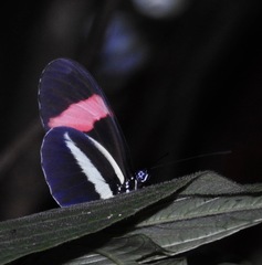 Heliconius melpomene