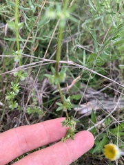 Galium virgatum