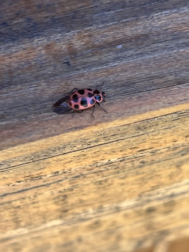 Spotted Pink Lady Beetle photo 6