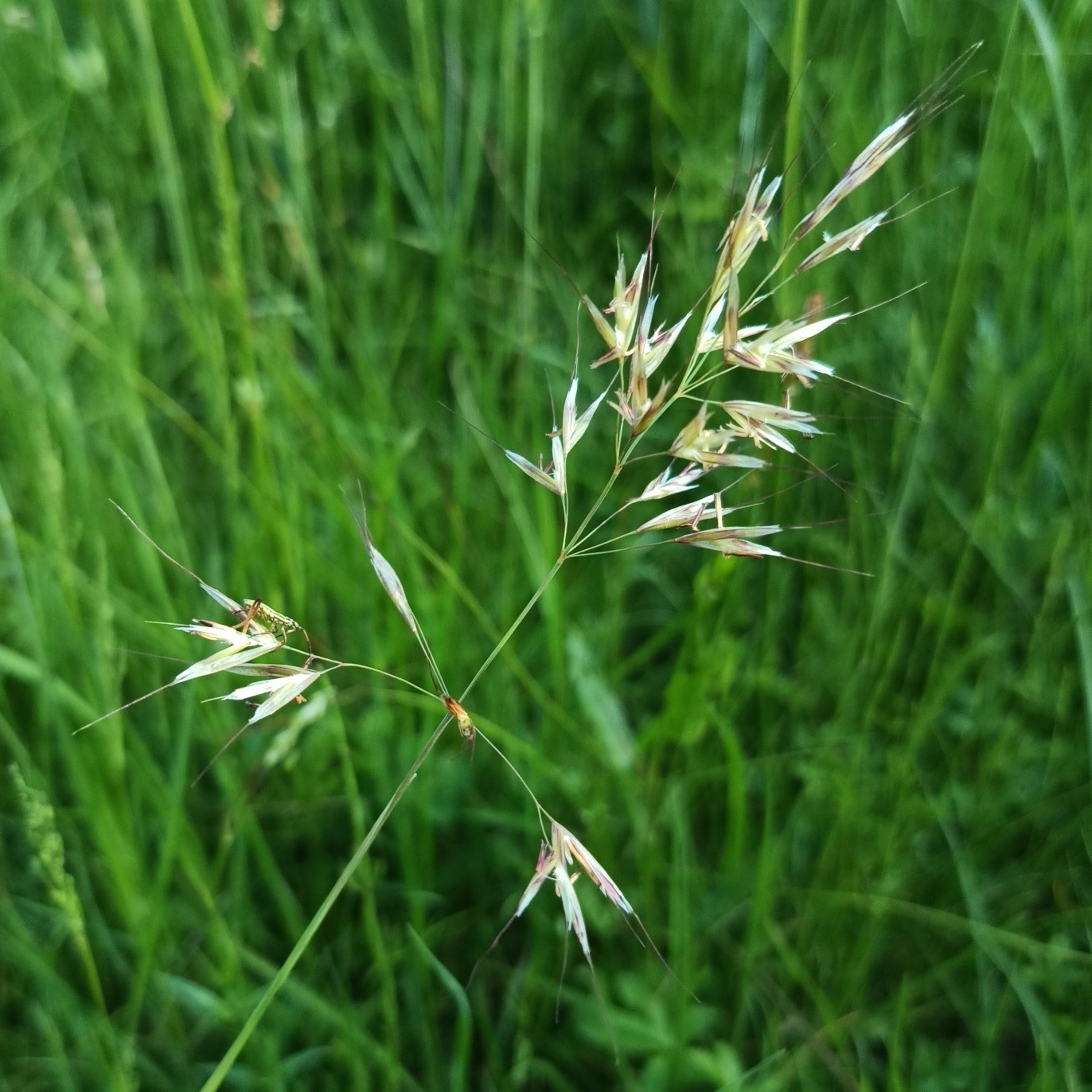 Avenula pubescens