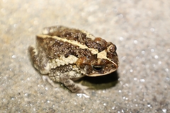 Incilius coccifer