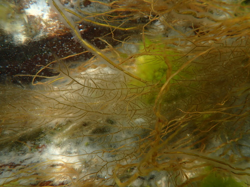 Sphaerotrichia divaricata observed 2024-05-14