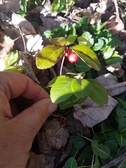 Gaultheria procumbens image