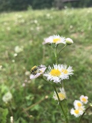 Hoplia communis