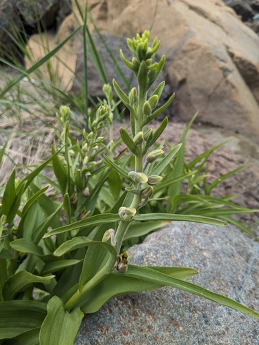Image of Epipactis veratrifolia by (c) Marios Thoma, some rights reserved (CC BY)