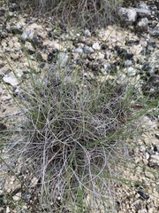 Bouteloua rigidiseta