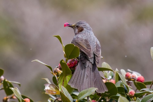 Brown-eared Bulbul, photo 2 of 7