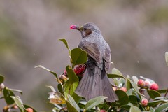 Brown-Eared Bulbul photo 3
