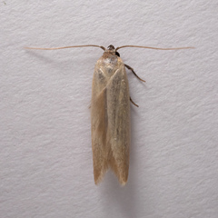 Holcocera immaculella