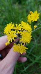 Pilosella caespitosa