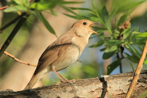 Rytinė lakštingala nuotrauka