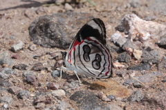 Diaethria asteria
