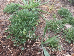 Calystegia subacaulis