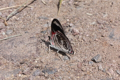 Diaethria asteria