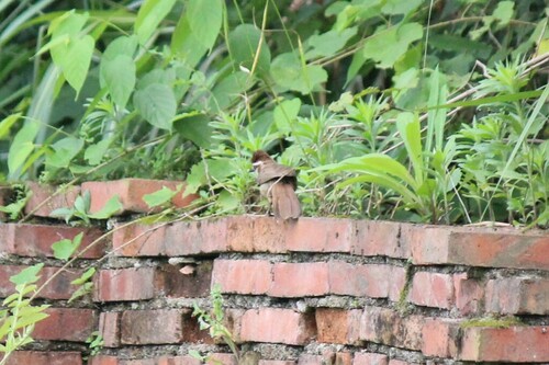White-browed Laughingthrush