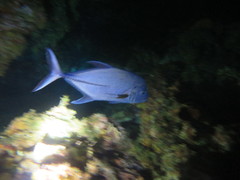 Caranx lugubris