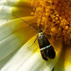 Adela paludicolella
