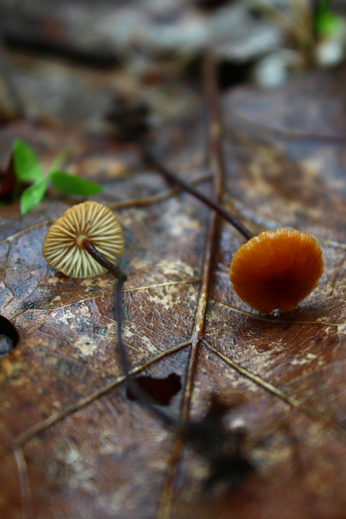 Rhizomarasmius