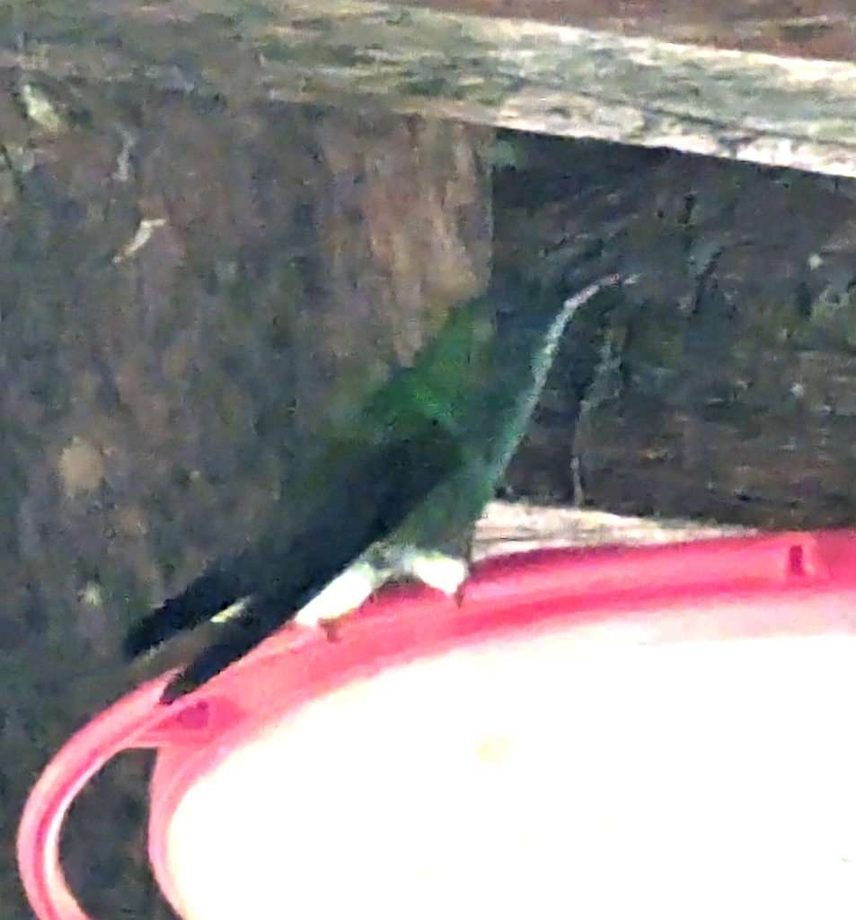 Blue-tailed Hummingbird