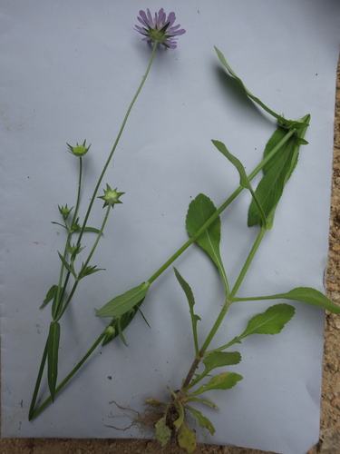 Knautia integrifolia (Knautia integrifolia)