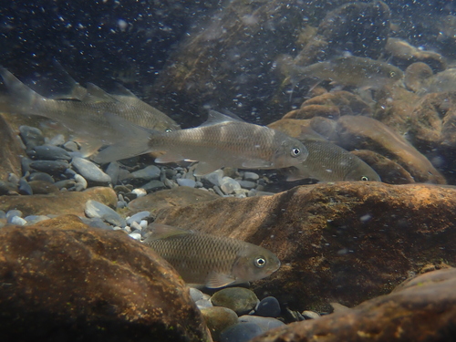 Deepbody shovelnose (Onychostoma alticorpus) — Cyprinidae — 4