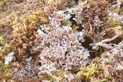 Cladonia caespiticia