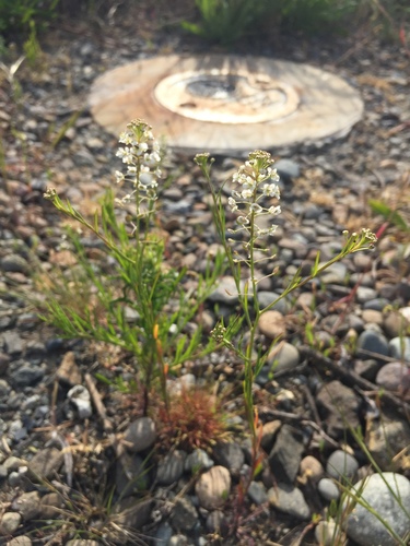 Lepidium densiflorum iNat (2)