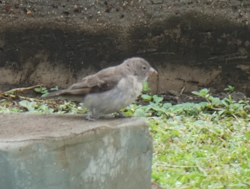 Yellow-spotted Bush Sparrow (Gymnoris pyrgita), photo 7