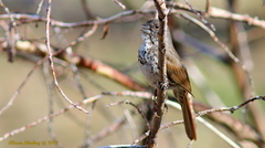 Passerella iliaca stephensi