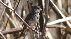 Passerella iliaca stephensi