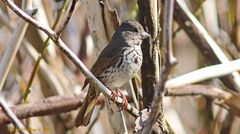 Passerella iliaca stephensi