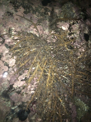 Carpophyllum maschalocarpum