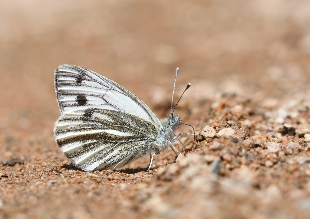Moroccan Green-veined White