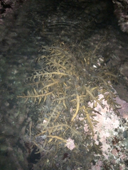 Carpophyllum maschalocarpum