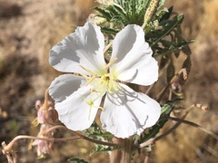 Oenothera arizonica
