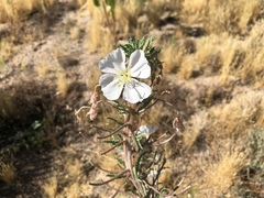 Oenothera arizonica