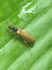 Rhagonycha lignosa