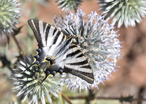 Iberian Scarce Swallowtail