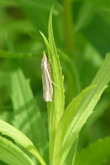 Crambus laqueatellus