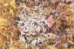 Cladonia caespiticia