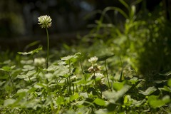 Trifolium repens