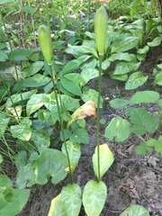 Erythronium revolutum