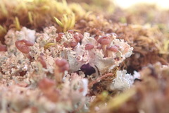 Cladonia caespiticia