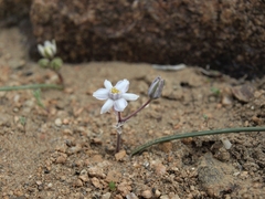 Muilla coronata