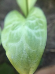 Erythronium revolutum